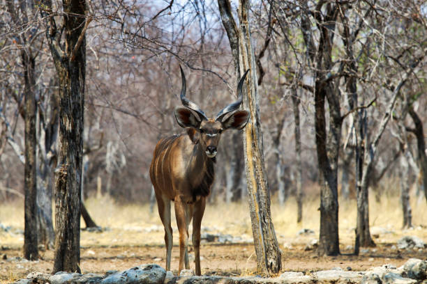 istock greater kudu (Tragelaphus strepsiceros) - Namibia Africa 1216995197
