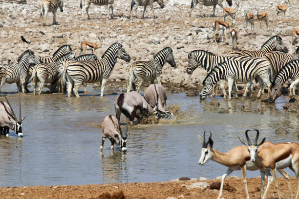 istock Gemsbok (Oryx gazella) at the waterhole - Namibia Africa 1216995472