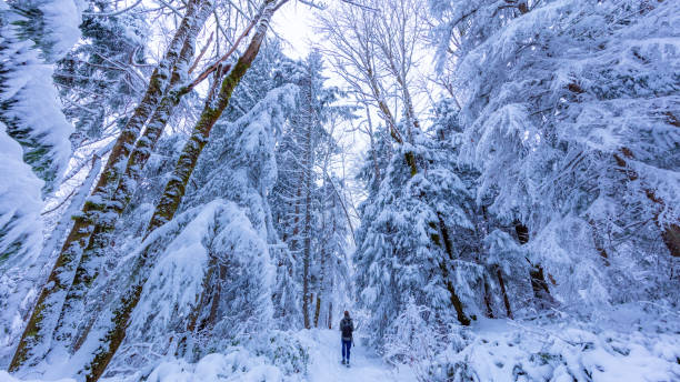 istock Walking in a Snow Forest, Squak Mountain Fireplace Trail, Washington 1216995741