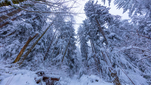 Walking in a Snow Forest, Squak Mountain Fireplace Trail, Washington