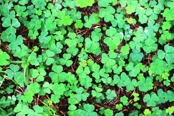 istock Background from plant clover four leaf. Irish traditional symbol. St.Patrick 's Day. 1216996533