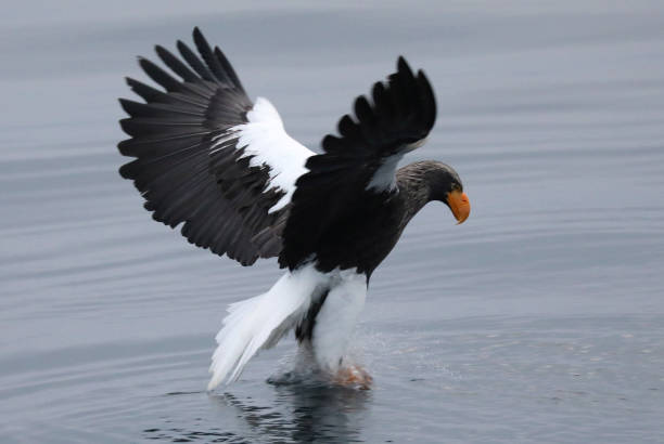 istock Flying Steller's Sea Eagle in Hokkaido Japan 1216996552