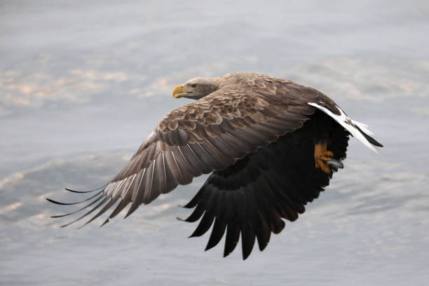 北海道の飛ぶオジロワシ - white tailed eagle sea eagle eagle sea ストックフォトと画像