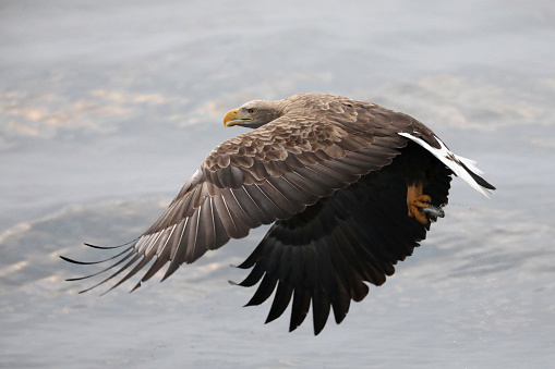 Flying White-tailed Eagle catching fish in Hokkaido Japan