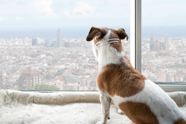 istock quarantine time in Barcelona Spain. 1216996851