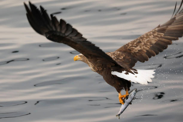 istock Flying White-tailed Eagle in Hokkaido Japan 1216996859