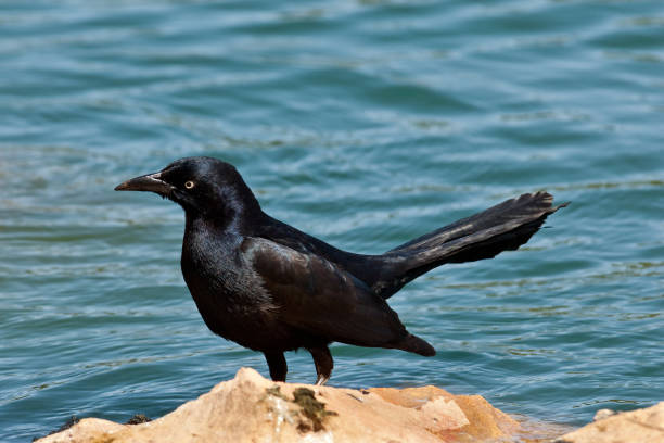 The Great-Tailed Grackle or Mexican Grackle (Quiscalus mexicanus) is a highly social North and South American medium-sized songbird. The males are glossy black and iridescent and the females are brown and drab colored. Although the grackle is black, it is not a blackbird. It is sometimes mistaken for a crow but is not a member of that family either. Great-tailed grackles originally came from the tropical lowlands of Central and South America but over the past 140 years have spread into North America. Grackles forage in pastures, wetlands and mangroves for a wide variety of food. They eat larvae, insects, nestlings, worms, tadpoles, fish and eggs. They remove parasites from cattle and eat fruits and grains. Grackles are highly intelligent birds that can solve complex problems to get food. The male grackle has a distinctive noisy call. They communally roost in trees at night and during the breeding season they build a nest in the trees. This male grackle was photographed on a rock by Walnut Canyon Lakes in Flagstaff, Arizona, USA.