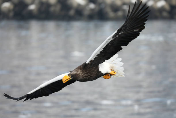 istock Flying Steller's Sea Eagle in Hokkaido Japan 1216996947