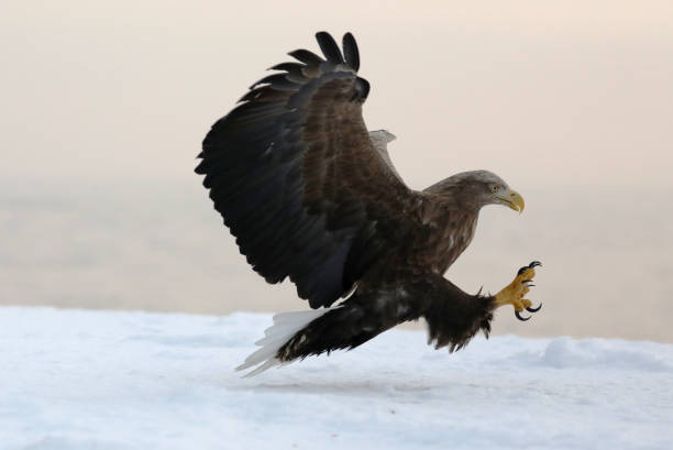 홋카이도 일본의 흰꼬리 독수리 비행 - white tailed eagle sea eagle eagle sea 뉴스 사진 이미지
