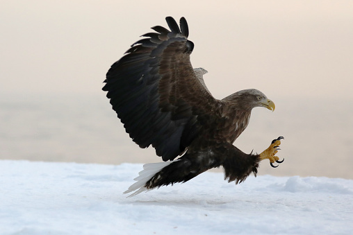 Flying White-tailed Eagle catching fish on ice in Hokkaido Japan