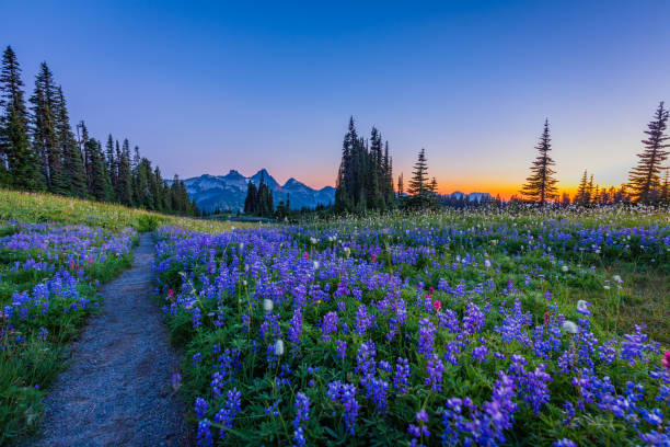 istock Flower season. Reflection lake trail-Summer, Mount Rainier 1216999200