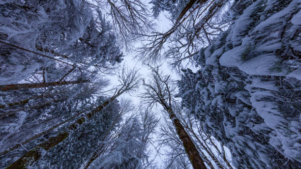 istock Walking in a Snow Forest, Squak Mountain Fireplace Trail, Washington 1216999351