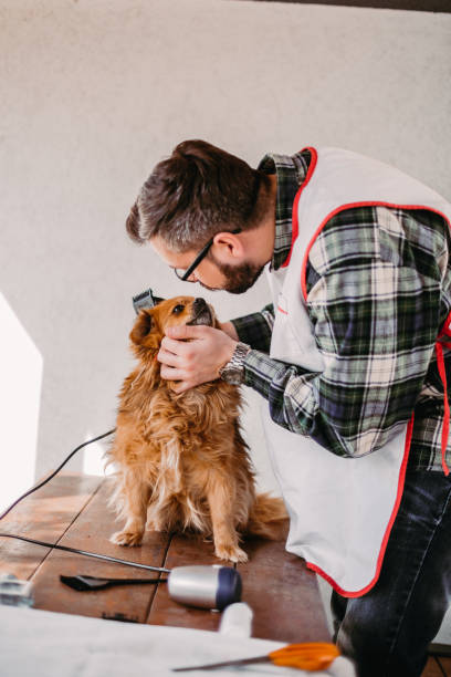 istock Grooming dog with the trimer 1217000014