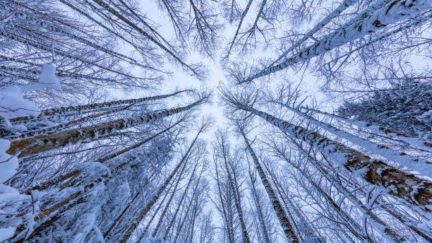 istock Walking in a Snow Forest, Squak Mountain Fireplace Trail, Washington 1217000180