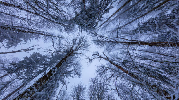 istock Walking in a Snow Forest, Squak Mountain Fireplace Trail, Washington 1217000225