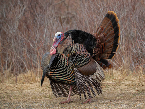 türkei in bewegung - tiere bei der jagd stock-fotos und bilder