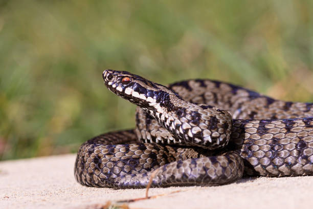 beautiful Vipera berus in natural habitat beautiful Vipera berus in natural habitat ( the common european adder, male ) common adder stock pictures, royalty-free photos & images