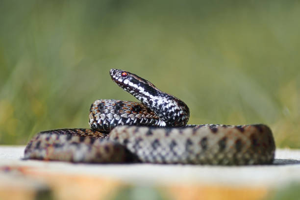 istock common european crossed adder ready to strike 1217000375