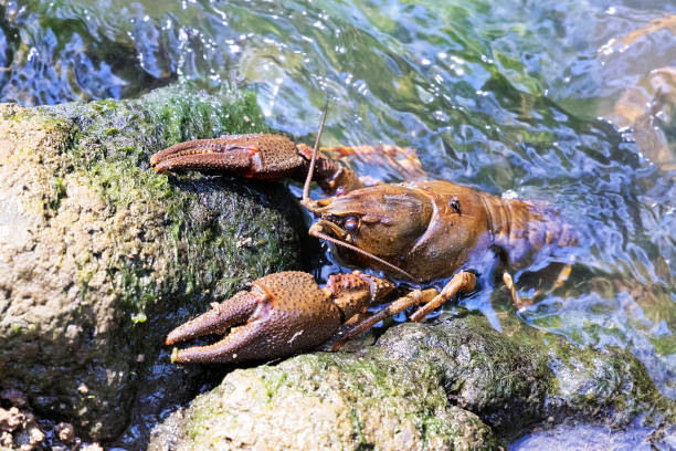 noble crayfish  ( Astacus astacus ) on a stone in natural habitat stock photo
