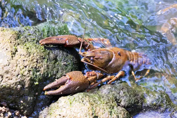 noble crayfish  ( Astacus astacus ) on a stone in natural habitat; this is a protected vulnerable species, thriving only in remote clear and clean rivers