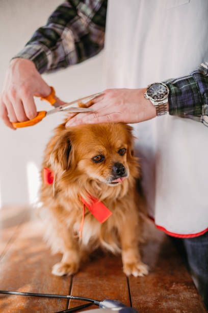 istock Grooming dog with scissors 1217001597