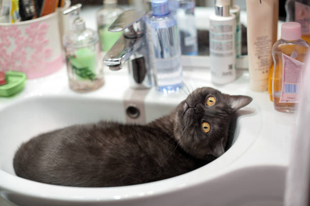 istock cat resting in the bathroom sink 1217002081
