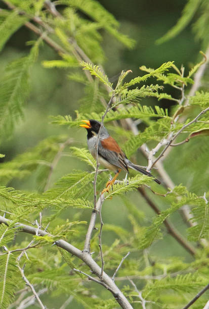 istock Buff-bridled Inca-finch 1217003068