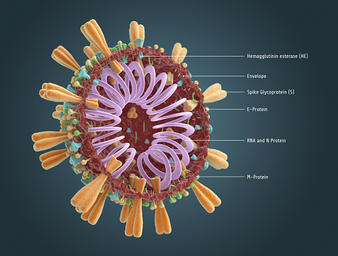 Corona virus model, biologically correct representation with all of the elements. Cross section cell illustration.  Dark background with. Render