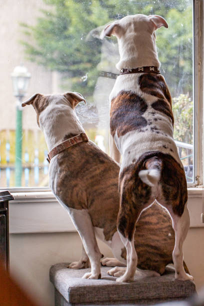 istock Two dogs look out the window 1217003830
