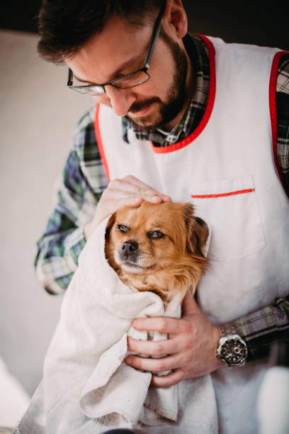 istock Styling and drying dog's hair 1217004435