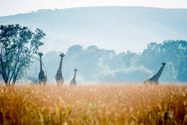 Four Giraffe stands together in a grass land almost silhouetted with tall yellow grass in the fore ground.