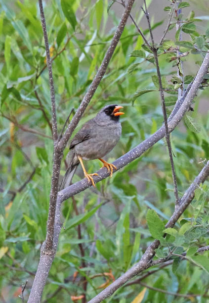 istock Grey-winged Inca-finch 1217004545