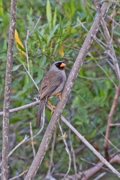 istock Grey-winged Inca-finch 1217004680