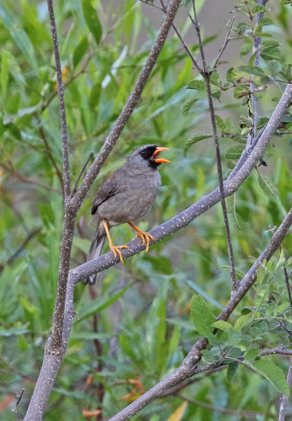 istock Grey-winged Inca-finch 1217004737