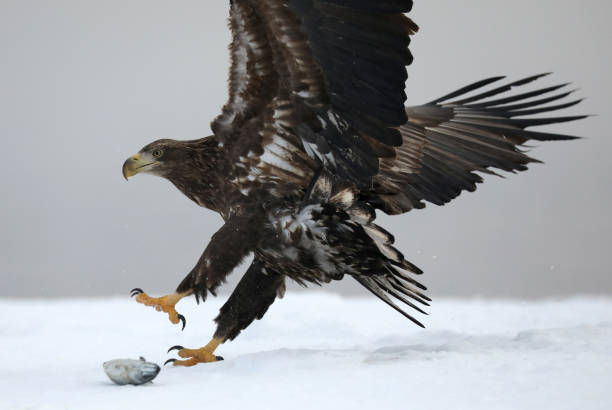 istock Flying White-tailed Eagle in Hokkaido Japan 1217005150