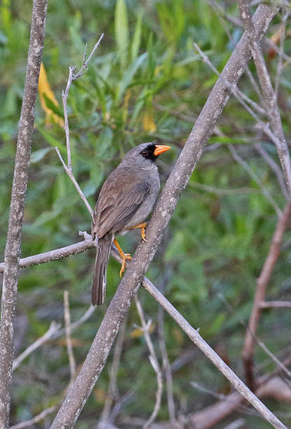 istock Grey-winged Inca-finch 1217005199