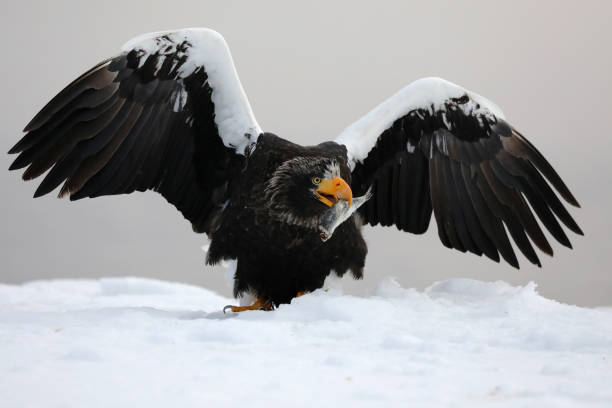 istock Steller's Sea Eagle in Hokkaido Japan 1217005244