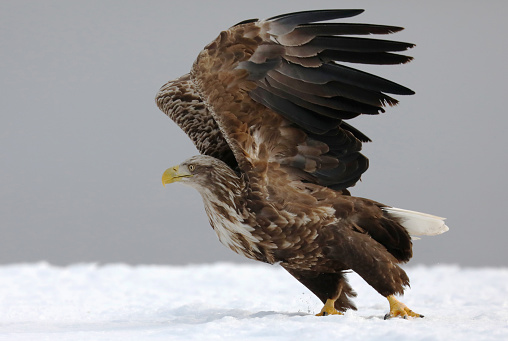 White-tailed Eagle taking off from snow ground in Hokkaido Japan