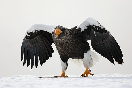 Steller's Sea Eagle catching fish on ice in Hokkaido Japan\nSteller's sea eagle is the heaviest eagle in the world.  Its wingspan is one of the largest of any living eagle, at a median up to 2.2 m (7 ft 3 in)