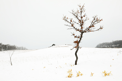 A Single Tree in an Open Field in Winter Landscape 
Hokkaido, Japan