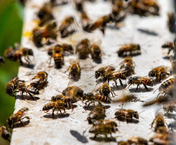 istock Group of bees at a bee hive 1217006756