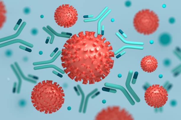 Coronavirus particles interacting with antibodies Medical concept illustration corona virus particles interacting with epitopes of antibodies immunoglobulins produced by immune system. 3d illustration. immune system photos stock pictures, royalty-free photos & images