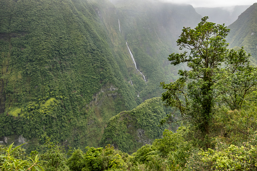 tropical rainforest on Reunion Island, French department in the Indian Ocean