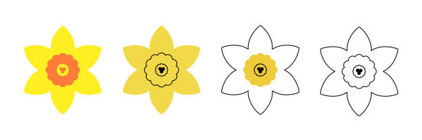 illustrations, cliparts, dessins animés et icônes de collection de jonquilles dans un style minimaliste plat et linéaire - daffodil