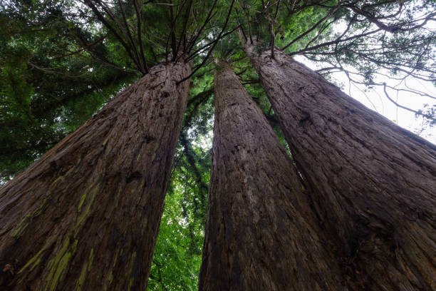 istock bottom view of tall trees in a green forest 1217010180