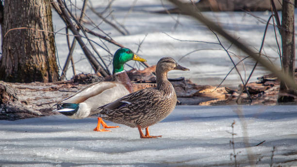 Two mallard ducks, male and female, walk on the snow in Quebec.