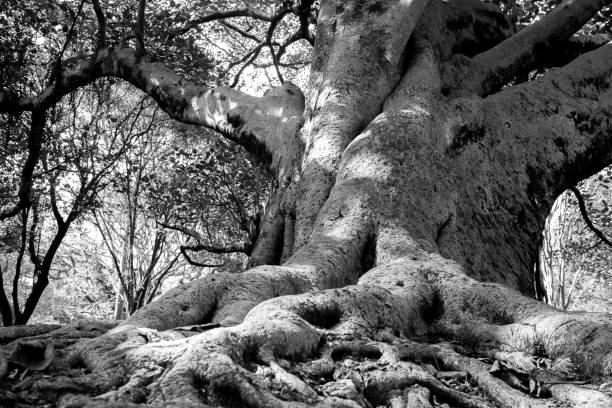 istock Collectively known as fig trees or figs 1217010557