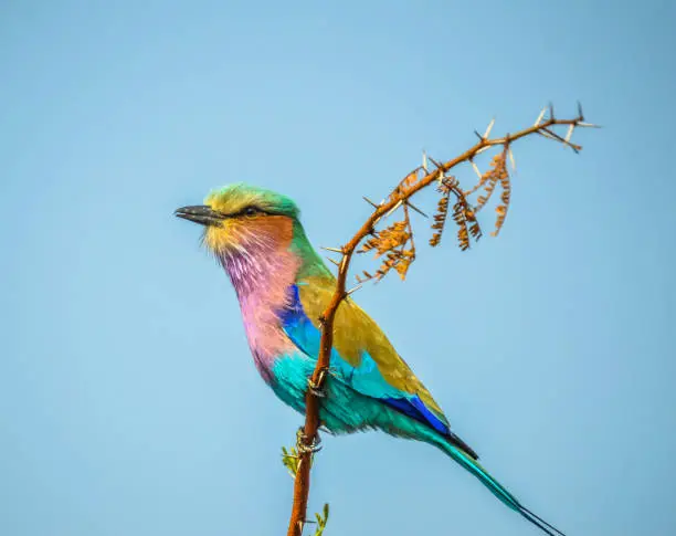 African lilac breasted roller (fork-tailed roller, lilac-throated roller, Mosilikatze's roller) is national bird of Kenya and perched on a tree