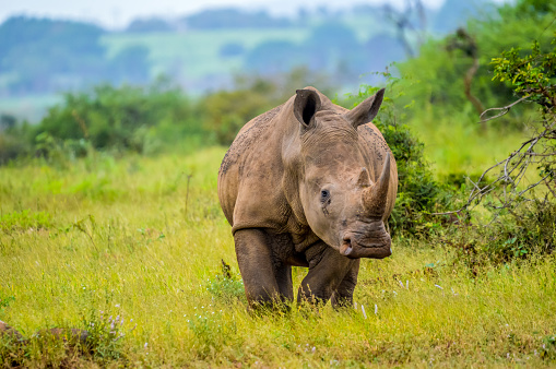 Retrato de un rinoceronte blanco africano o Rhino o Ceratotherium simum también conocido como Rinocerontes de labios cuadrados en una reserva de caza sudafricana photo