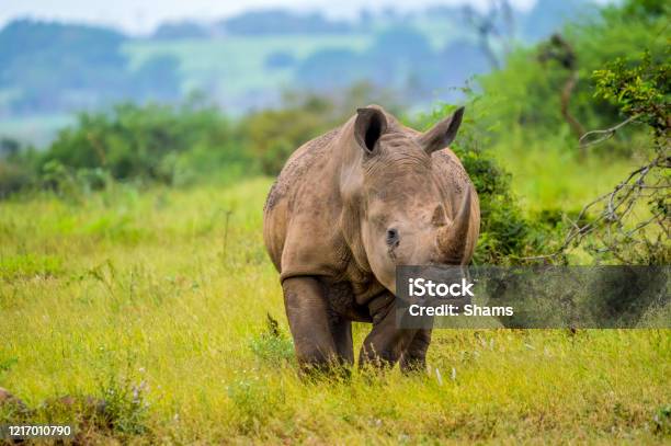 Portrait Of An African White Rhinoceros Or Rhino Or Ceratotherium Simum Also Know As Square Lipped Rhinoceros In A South African Game Reserve Stock Photo - Download Image Now